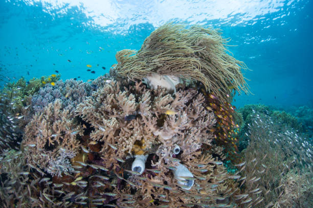 istock Small Fish and Soft Corals in Raja Ampat 639411132