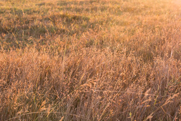 istock Dry Yellow Grass  In Sunset Sunrise Sunlight. 639411294