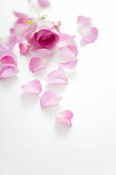 istock Rose petal on white background 639412004