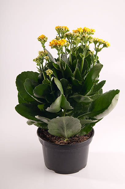 istock Yellow Calandiva in flowerpot 639412108