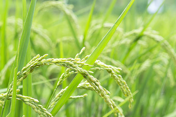 istock Close-up of rice paddy 639412374