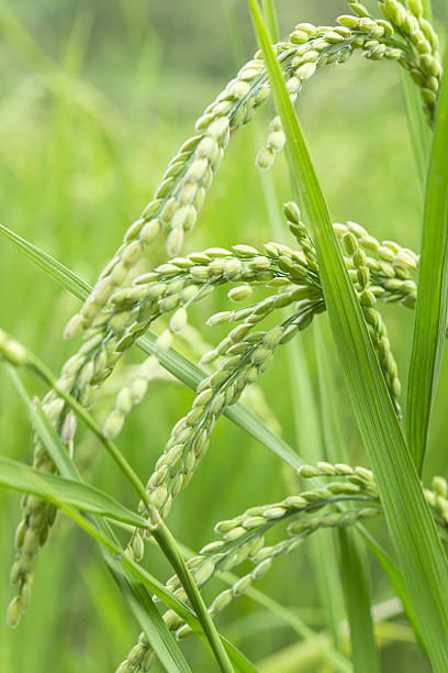 istock Close-up of rice paddy 639412412