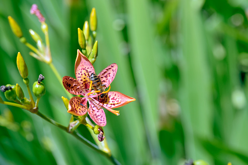 Leopard flower or blackberry lily, Iris domestica or Belamcanda chinensis, plant of the  Iridaceae family native to Asia and used in folk medicine - Sao Paulo, SP, Brazil - January 17, 2016
