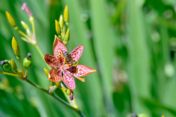 Leopard flower on the green background of the garden leaves Leopard flower or blackberry lily, Iris domestica or Belamcanda chinensis, plant of the  Iridaceae family native to Asia and used in folk medicine - Sao Paulo, SP, Brazil - January 17, 2016 belamcanda chinensis stock pictures, royalty-free photos & images