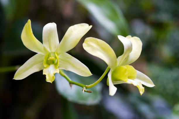 istock Light green orchid on dark background 639412842