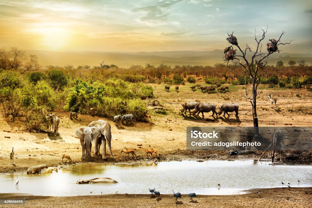 南アフリカのサファリ野生動物ファンタジーシーン - クルーガー国立公園のロイヤリティフリーストックフォト