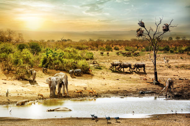 South African Safari Wildlife Fantasy Scene Dreamy scene of common South African safari wildlife animals together at sunset kruger national park photos stock pictures, royalty-free photos & images