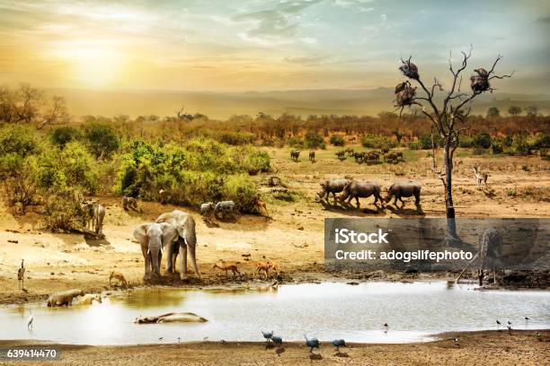 South African Safari Wildlife Fantasy Scene Stock Photo - Download Image Now - Kruger National Park, South Africa, Safari