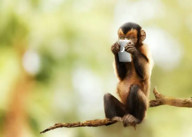 Funny photo of monkey staring at cell phone and texting while sitting on a tree branch outdoors.