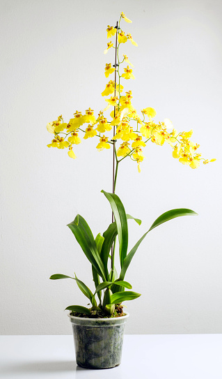 Oncidium orchid in flowerpot