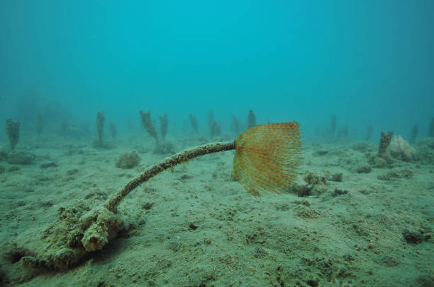 Mediterranean fanworm Sabella spallanzanii on flat muddy bottom with cemetery-like field of club tunicates Styela clava in background.