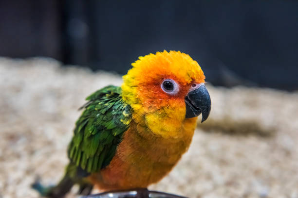 istock Sun fancy conure colorful parrot eating from bowl 639416644
