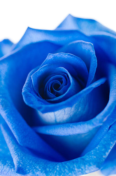 istock Close-up of blue rose 639417614
