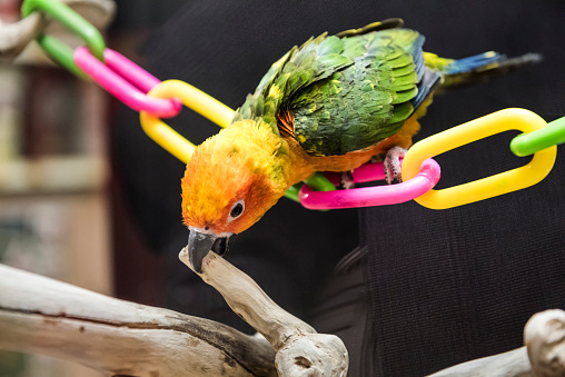 Sun fancy conure colorful parrot perched on plastic chain playing biting branch
