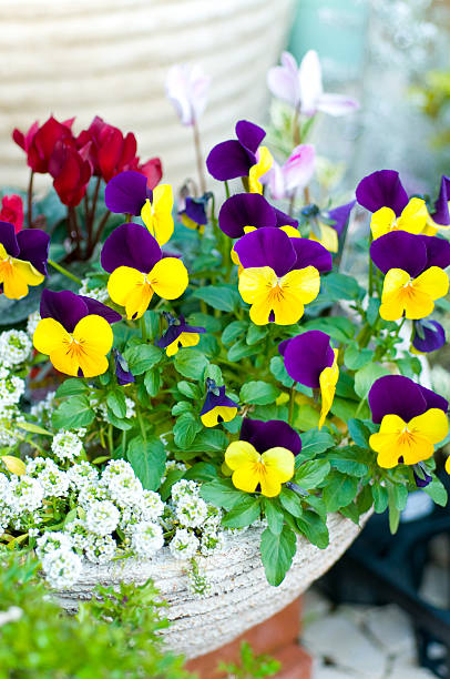 istock Pansy in flower pot 639419526