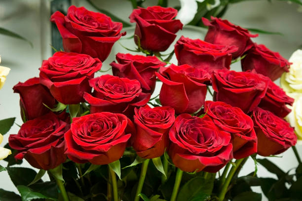 Red roses A boquet of red roses dozen roses stock pictures, royalty-free photos & images