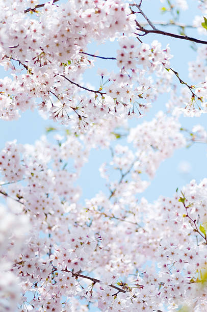 istock Cherry blossom with ckear sky 639420288