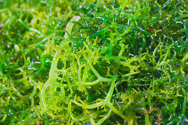 Fresh green seaweed Fresh green seaweed seaweed farming stock pictures, royalty-free photos & images