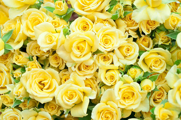 Full frame of yellow rose