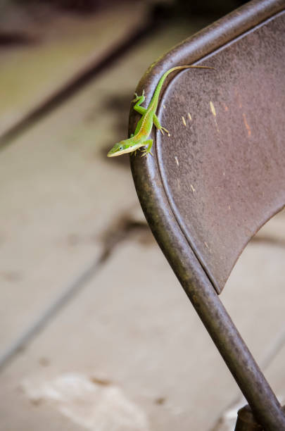 istock Green anole lizard on metal chair 639420578