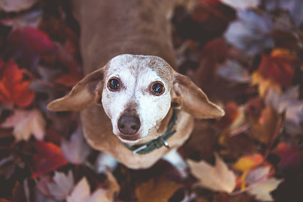 Senior Dachshund with face graying with age, looking directly up into the camera.