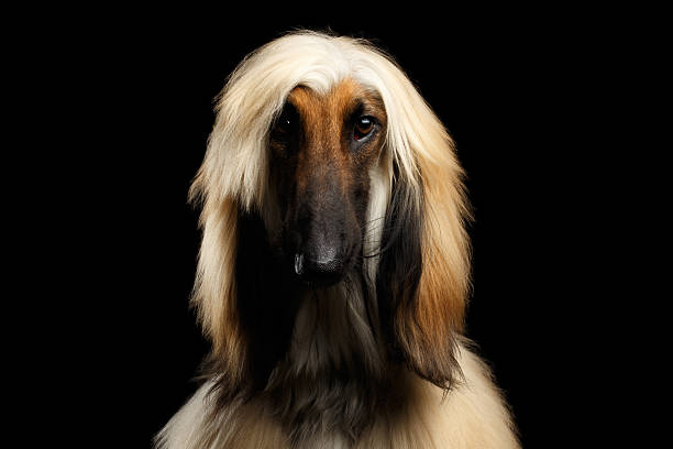 istock Headshot of Afghan Hound on Black 639422880