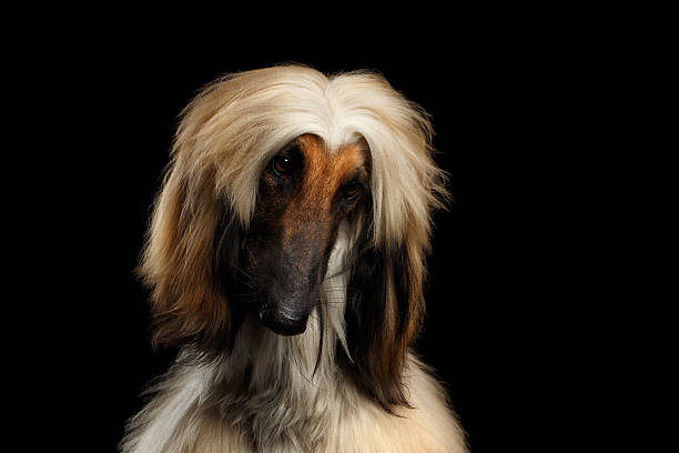 istock Headshot of Afghan Hound on Black 639422898
