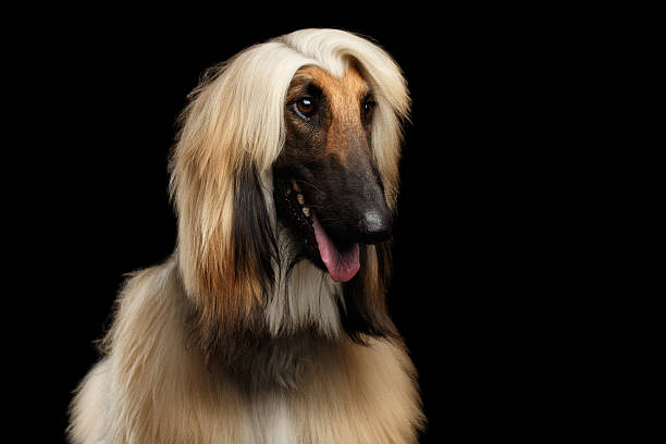 istock Headshot of Afghan Hound on Black 639422932