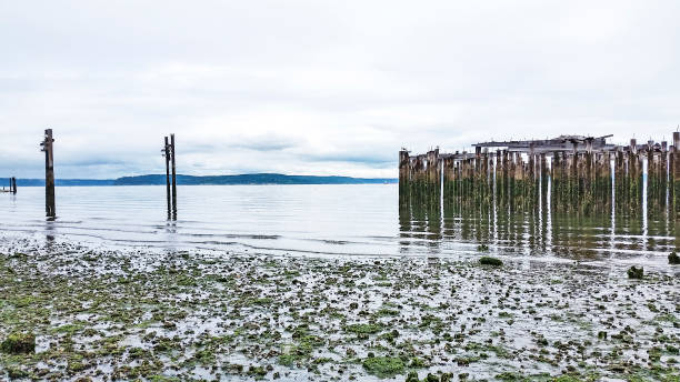 пьюджет-саунд - такома, вашингтон - water tranquil scene puget sound cloudscape стоковые фото и изображения