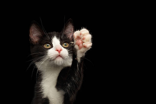 istock Black with white kitty on isolated background 639423696
