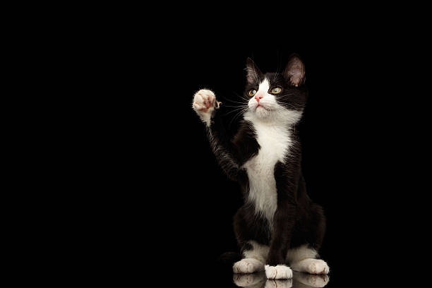 istock Black with white kitty on isolated background 639423756