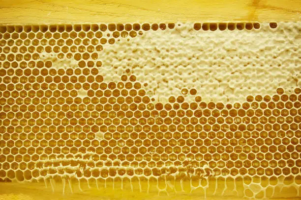 Yellow honeycomb full of honey