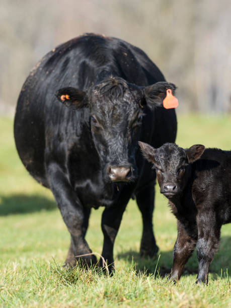 black angus e de vaca bezerro - calf newborn animal cattle farm - fotografias e filmes do acervo