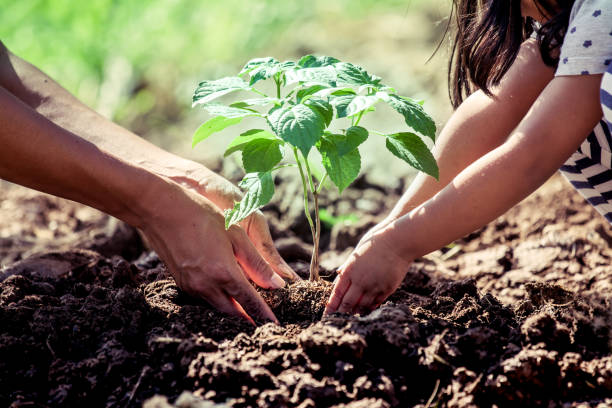 bambina asiatica che aiuta suo padre a piantare l'albero - root growth dirt seed foto e immagini stock