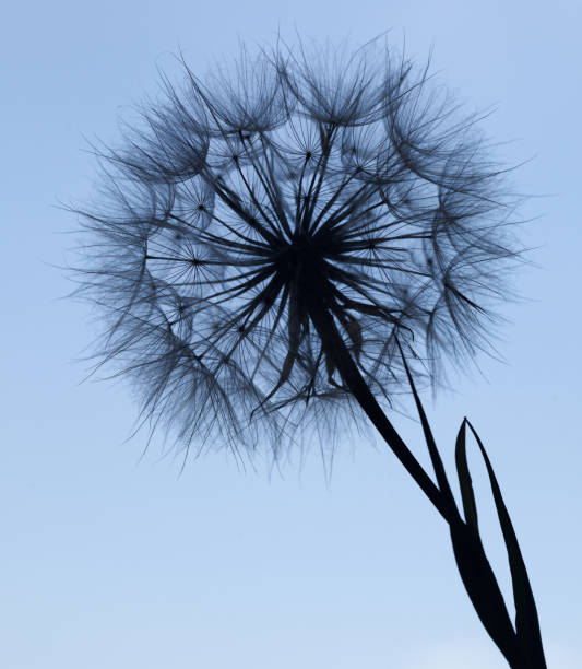 istock Dandelion silhouette fluffy flower on blue sunset sky 639428062