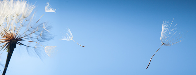 Dandelion seeds being held up against a clear blue summer sky.