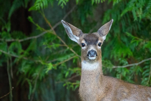 Closeup image of a young doe looking at the camera in the woods