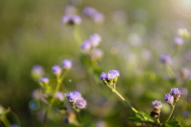 istock Purple flowers 639428674