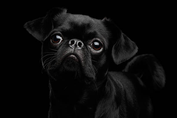 istock petit brabanson dog on isolated black background 639429350