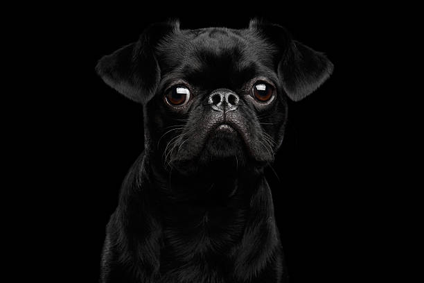 istock petit brabanson dog on isolated black background 639429380