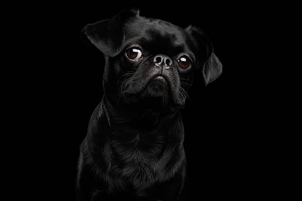 istock petit brabanson dog on isolated black background 639429402