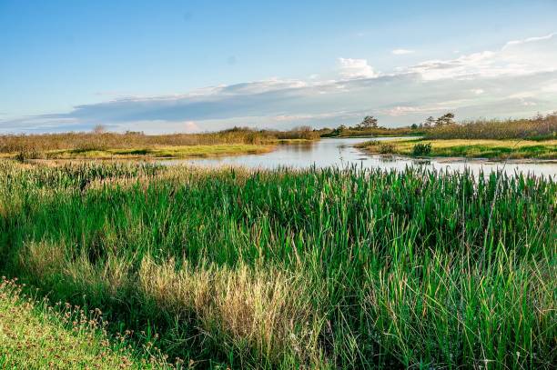 istock swamp land in Florida 639430750