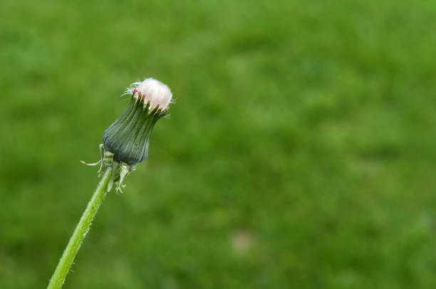 istock White dandelion on green background 639431562