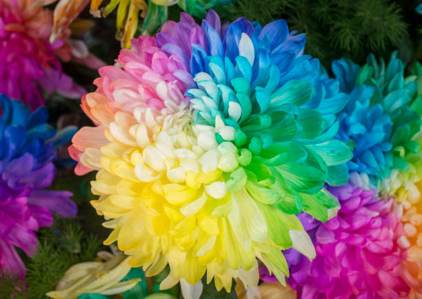 istock The rainbow Chrysanthemum. 639431570
