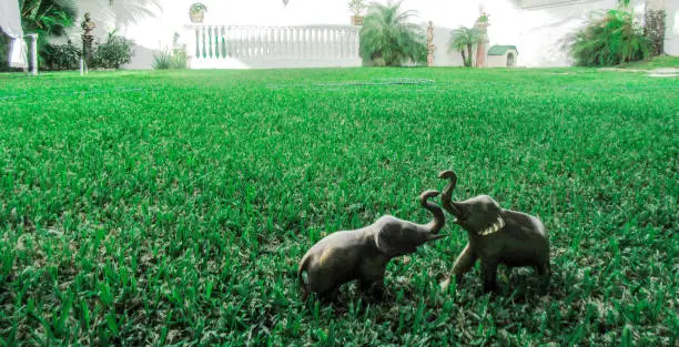 Two little elephants playing in the garden
