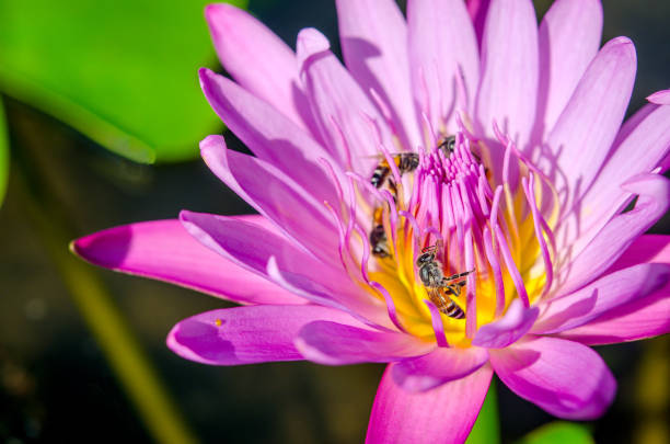 istock Lotus Pink Vintage 639432186