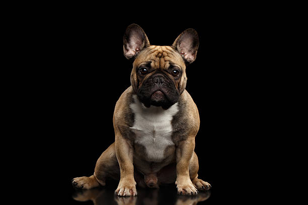istock French Bulldog isolated on black 639432266