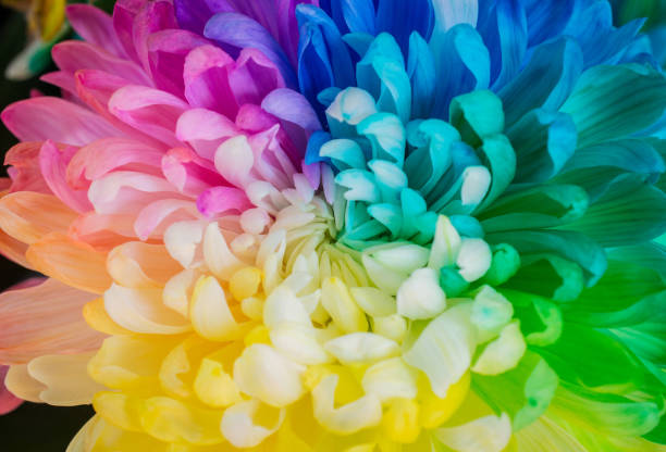 istock The closeup of rainbow Chrysanthemum. 639433408