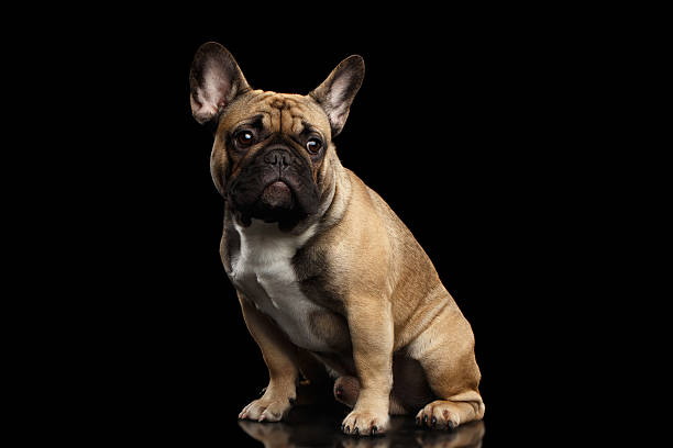 istock French Bulldog isolated on black 639433442