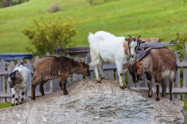 istock Goat family on a mountain farm 639434580